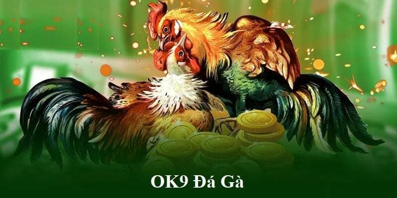 การชนไก่ OK9 ปัจจุบันเป็นห้องเดิมพันยอดนิยม