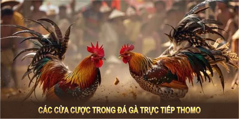 Thomo Live Cockfighting มอบโอกาสมากมายที่จะชนะรางวัลใหญ่