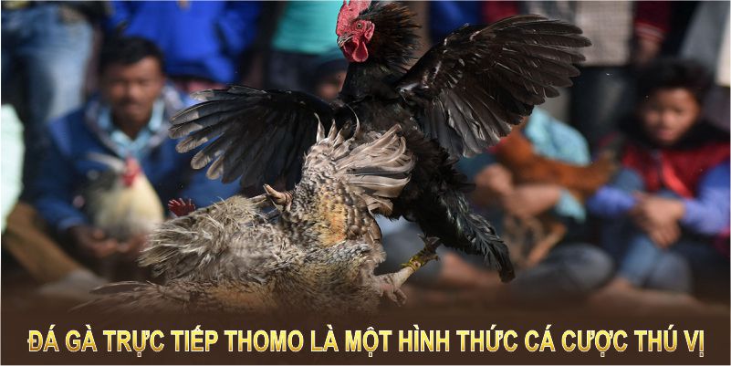 Thomo Live Cockfighting เป็นรูปแบบการเดิมพันที่น่าสนใจและไม่เหมือนใคร